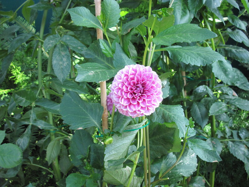 Pink Dahlia Flower — Natural, Afternoon, Photograph