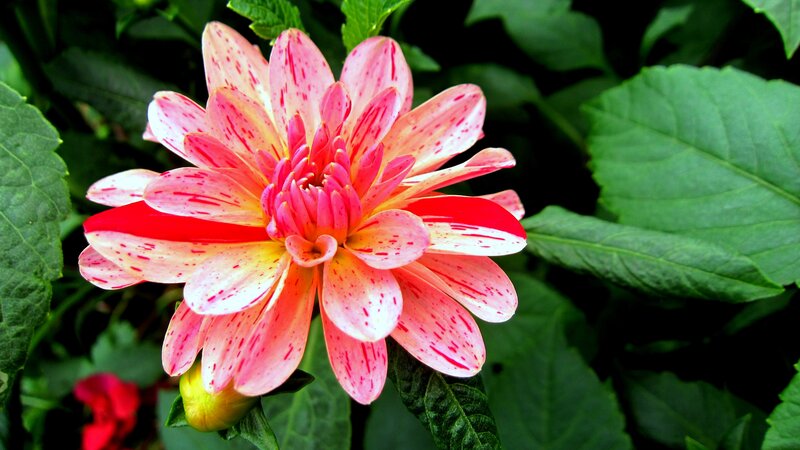 Pink Dahlia Flower — Natural, Afternoon