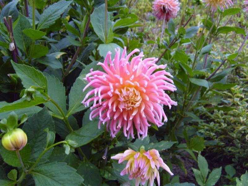 Pink Dahlia Flower — Natural