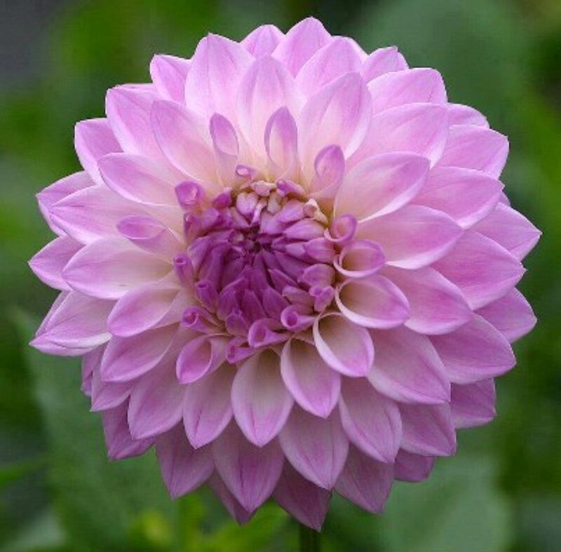 Pink Dahlia Flower — Purple, Calm