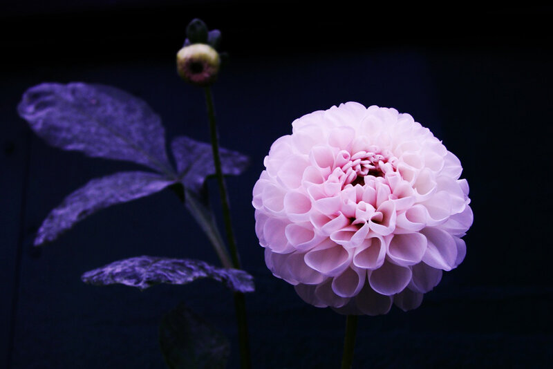Pink Dahlia Flower — Purple, Dramatic
