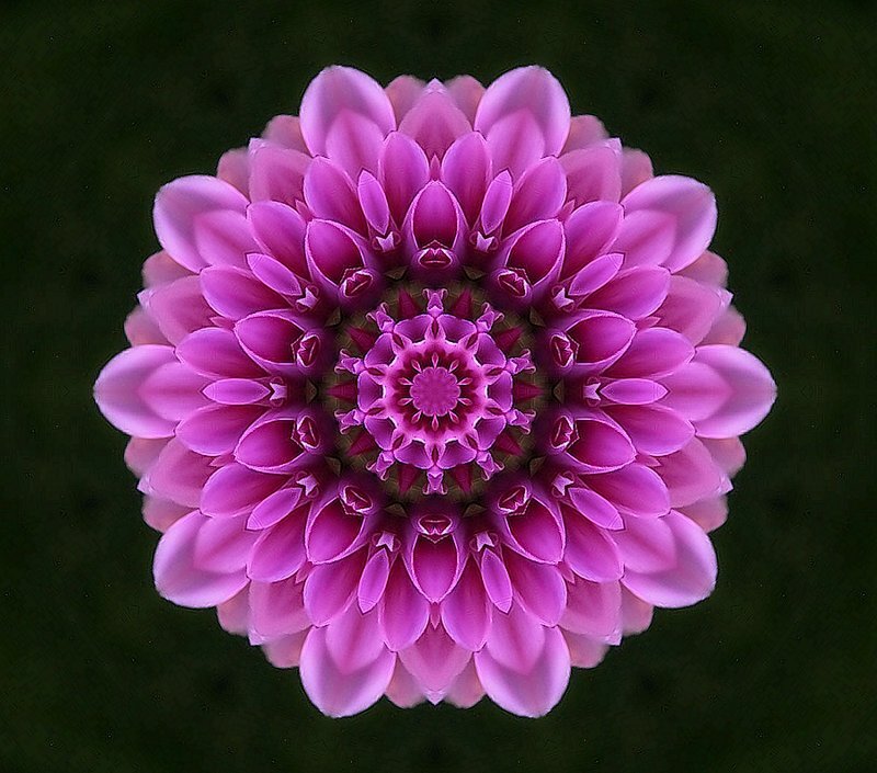 Pink Dahlia Flower — Purple