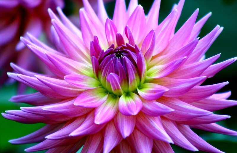 Pink Dahlia Flower — Purple, Vibrant