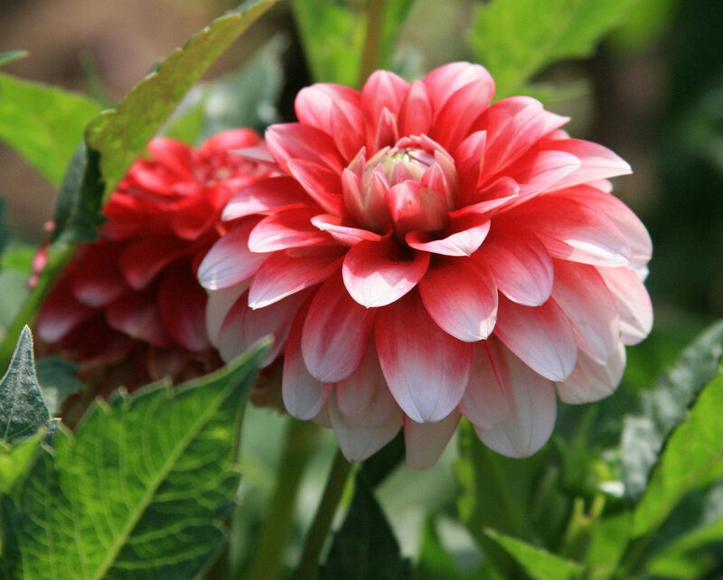 Pink Dahlia Flower — Red, Calm, Afternoon
