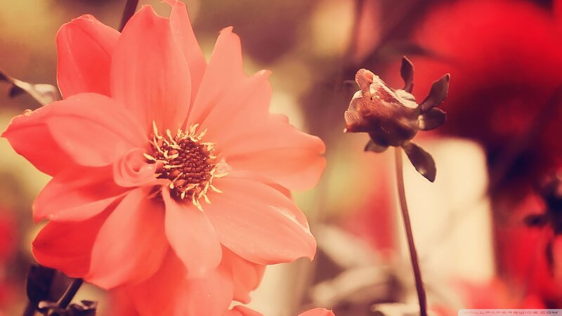 Pink Dahlia Flower — Red, Calm, Photograph