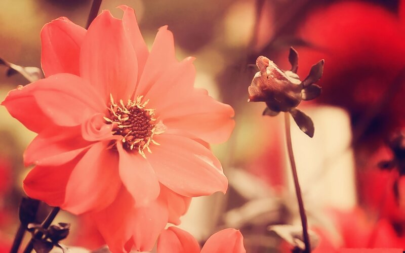 Pink Dahlia Flower — Red, Calm