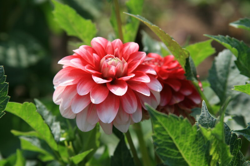 Pink Dahlia Flower — Red, Serene