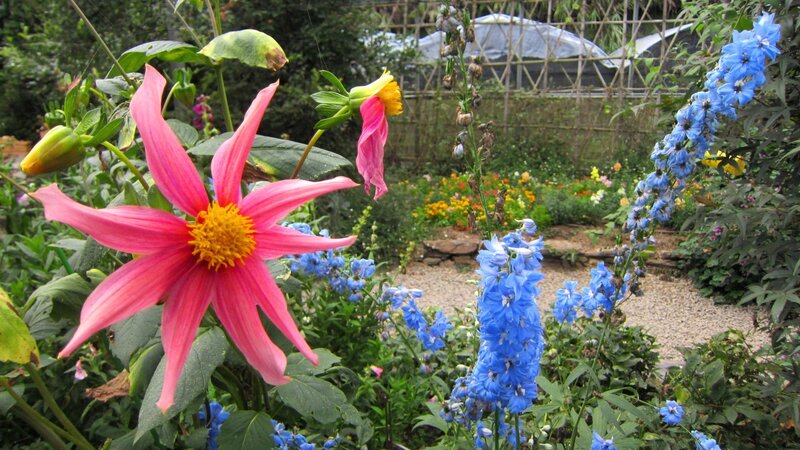 Pink Dahlia Flower — Serene, Afternoon, Photograph, Blue Delphiniums