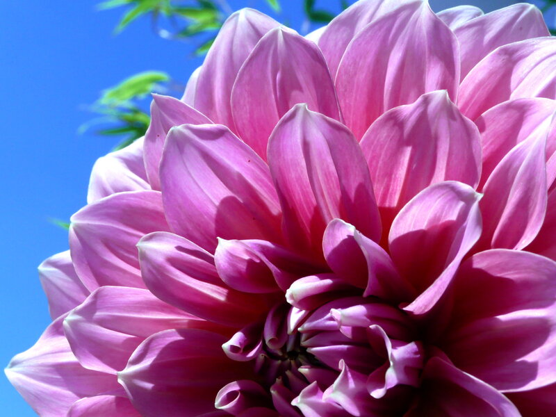 Pink Dahlia Flower — Serene, Afternoon, Photograph, Blue Sky