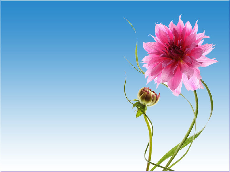 Pink Dahlia Flower — Serene, Afternoon, Photograph, Bud