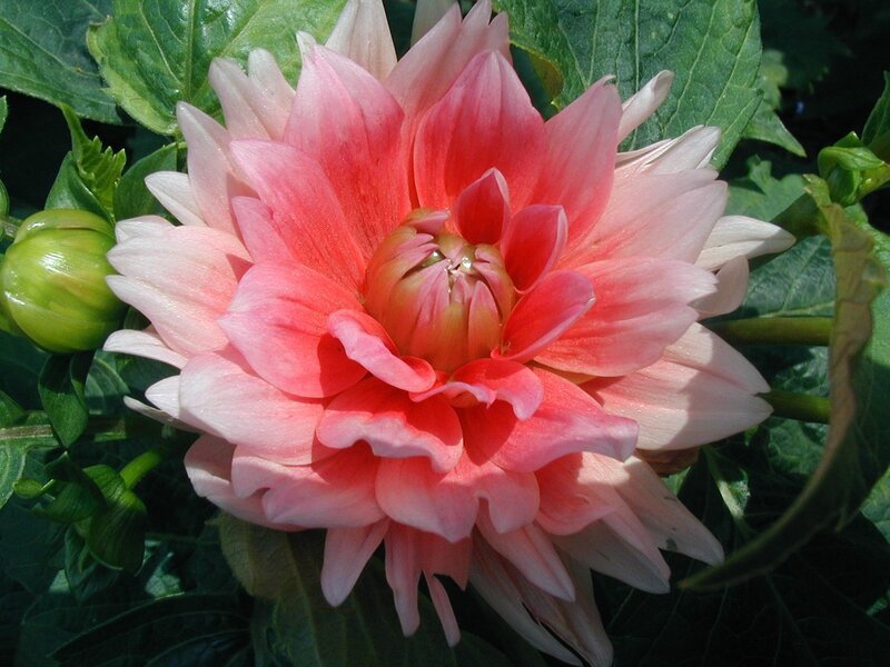 Pink Dahlia Flower — Serene, Afternoon, Photograph, Green Leaves, Flower Bud, Green