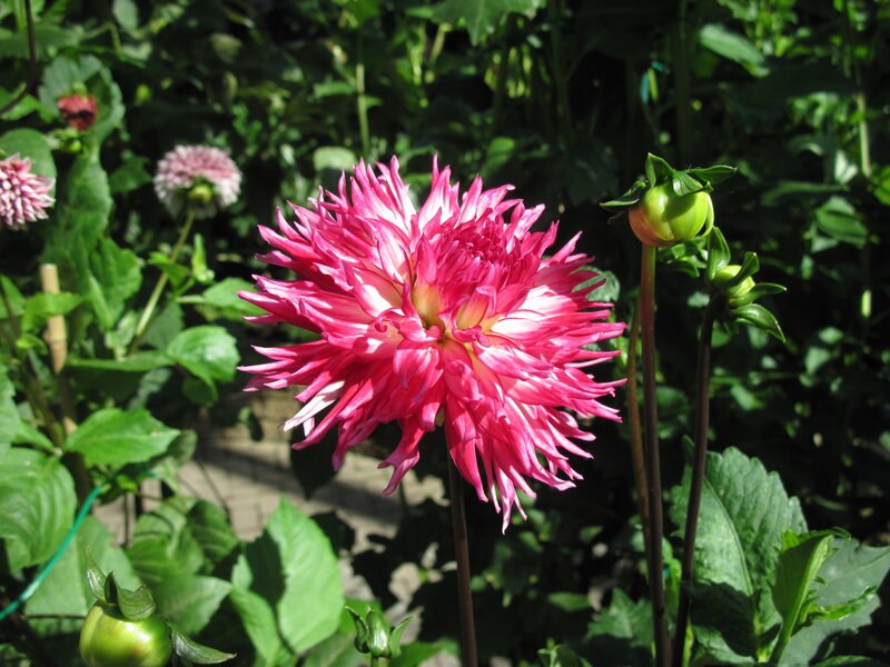 Pink Dahlia Flower — Serene, Afternoon, Photograph, Green Leaves, Flower Buds, Sunlight