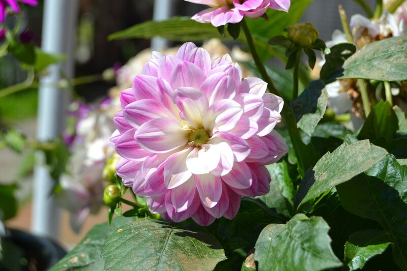 Pink Dahlia Flower — Serene, Afternoon, Photograph, Green Leaves, Flower Buds, Sunlight, White