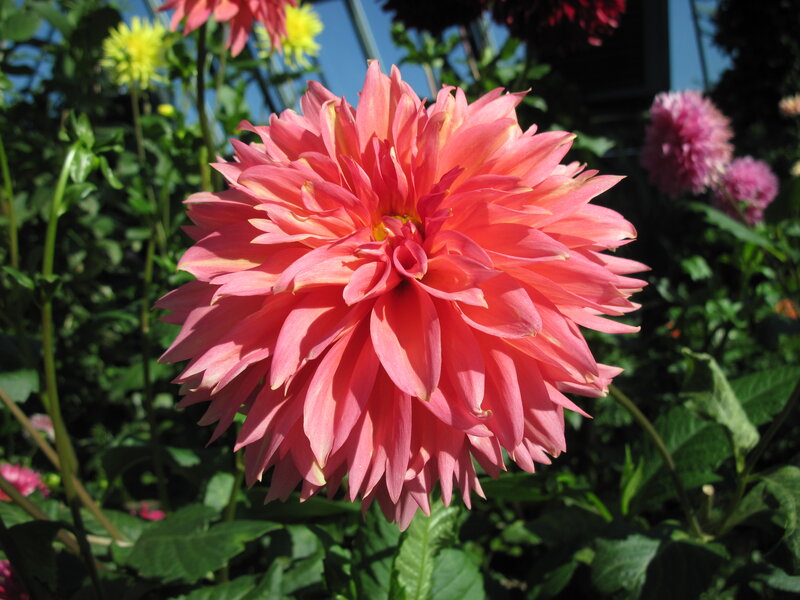 Pink Dahlia Flower — Serene, Afternoon, Photograph, Green Leaves, Yellow Flower