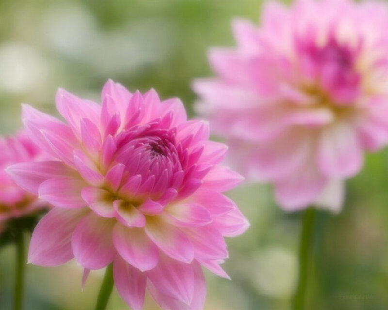 Pink Dahlia Flower — Serene, Afternoon, Photograph, Greenery