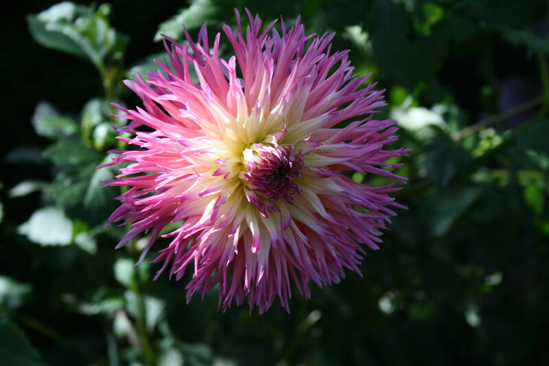 Pink Dahlia Flower — Serene, Afternoon, Photograph, Leaves