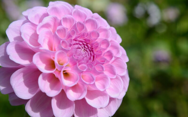 Pink Dahlia Flower — Serene, Afternoon, Photograph, Petals, Greenery