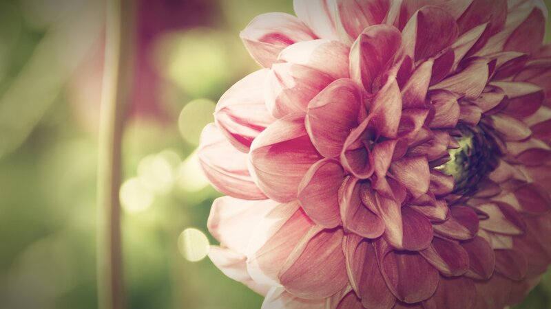 Pink Dahlia Flower — Serene, Afternoon, Photograph, Petals