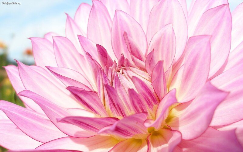 Pink Dahlia Flower — Serene, Afternoon, Photograph, Sky