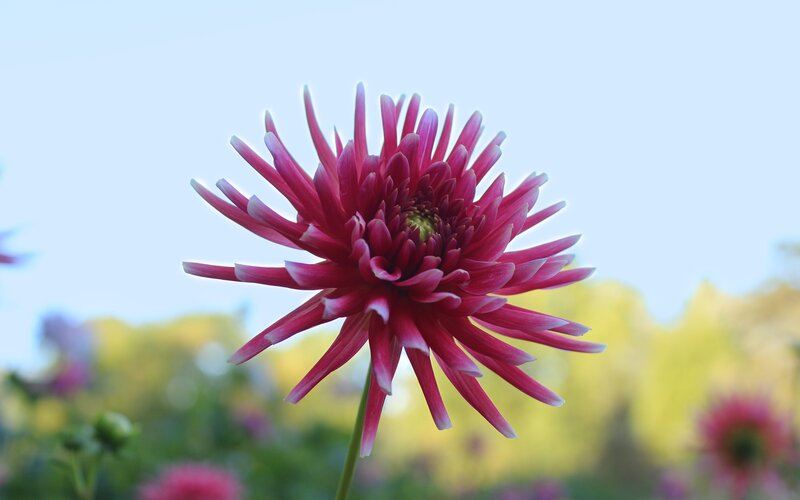 Pink Dahlia Flower — Serene, Afternoon, Photograph, Stem, Sky