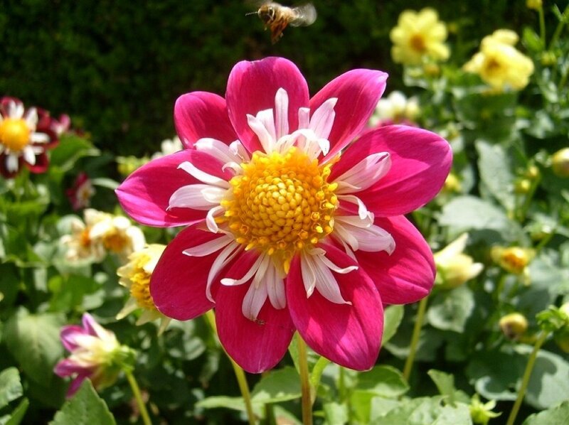 Pink Dahlia Flower — Serene, Afternoon
