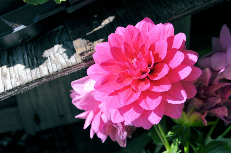 Pink Dahlia Flower — Serene, Daytime