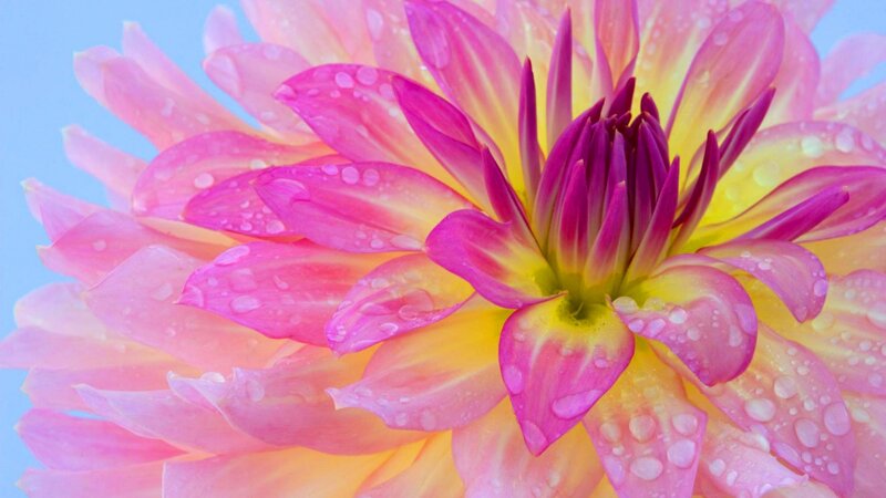 Pink Dahlia Flower — Serene, Morning, Photograph, Petals