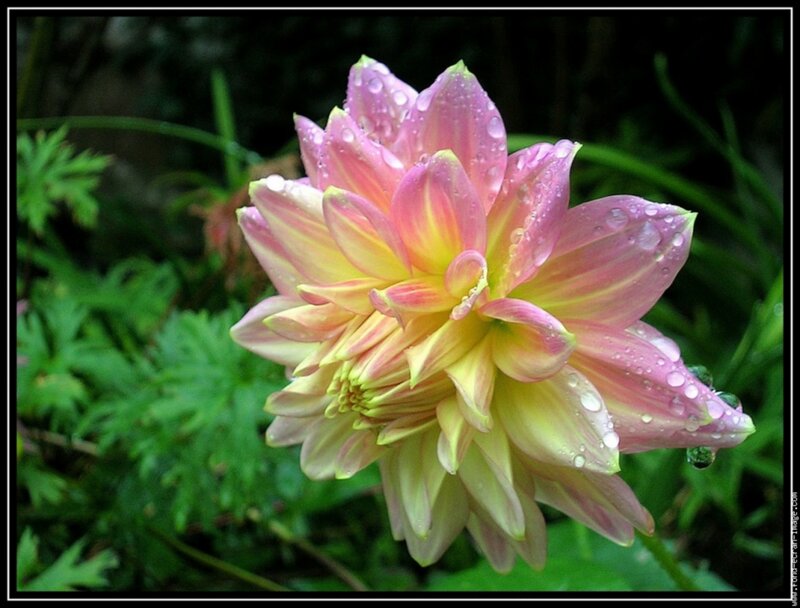 Pink Dahlia Flower — Serene, Morning, Photograph