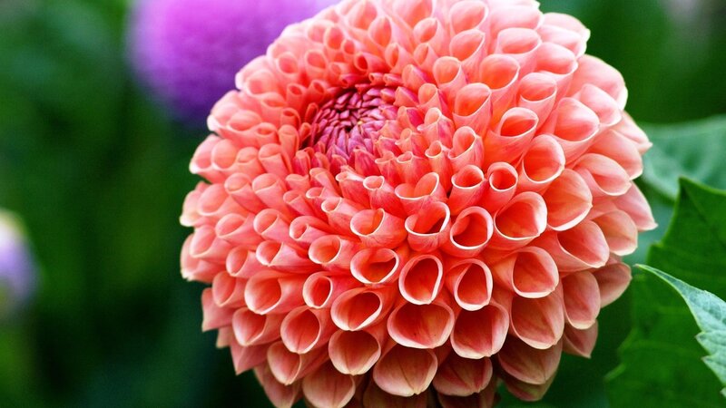 Pink Dahlia Flower — Serene, Photograph, Green Leaves