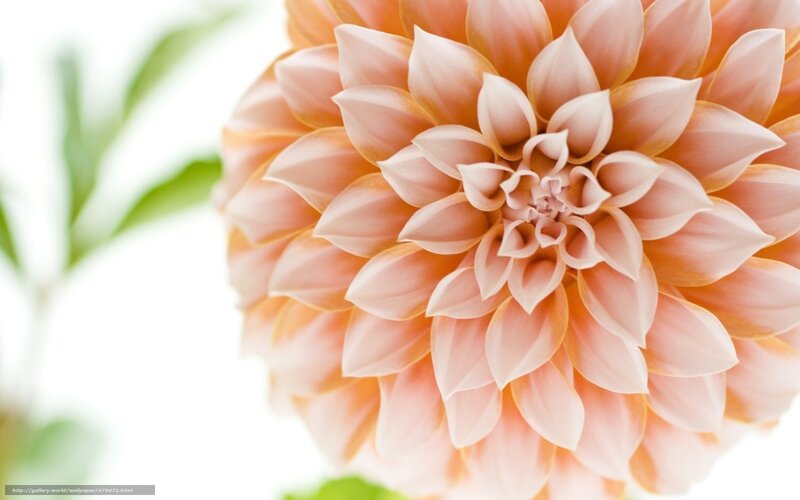 Pink Dahlia Flower — Serene, Photograph, Green Leaves, White