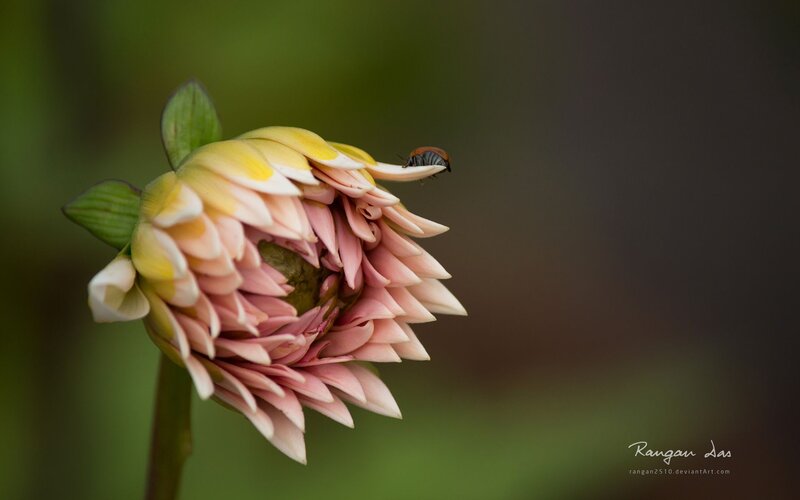 Pink Dahlia Flower — Serene, Photograph, Insect