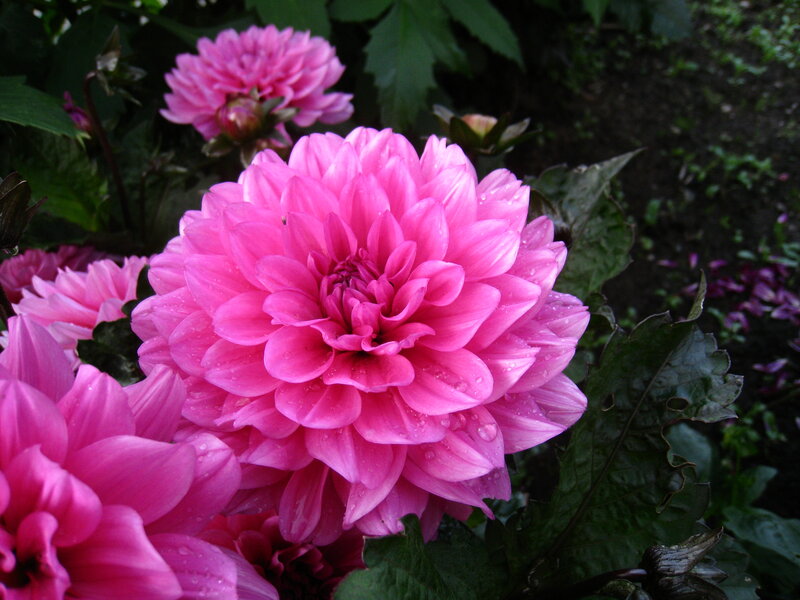 Pink Dahlia Flower — Serene, Photograph, Leaf