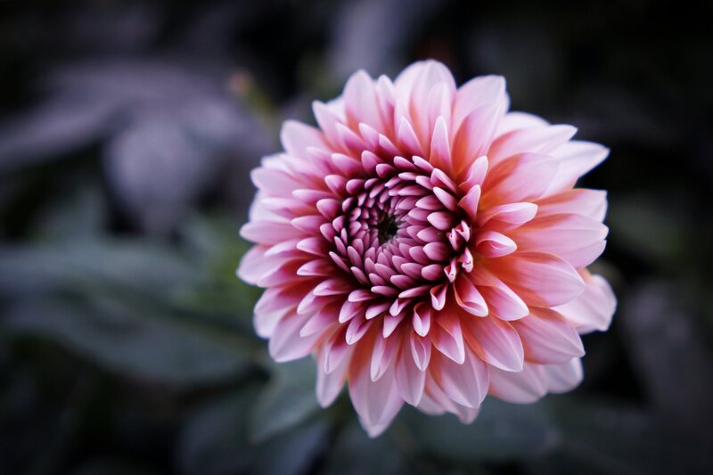 Pink Dahlia Flower — Serene, Photograph, Petals, Blurred Background