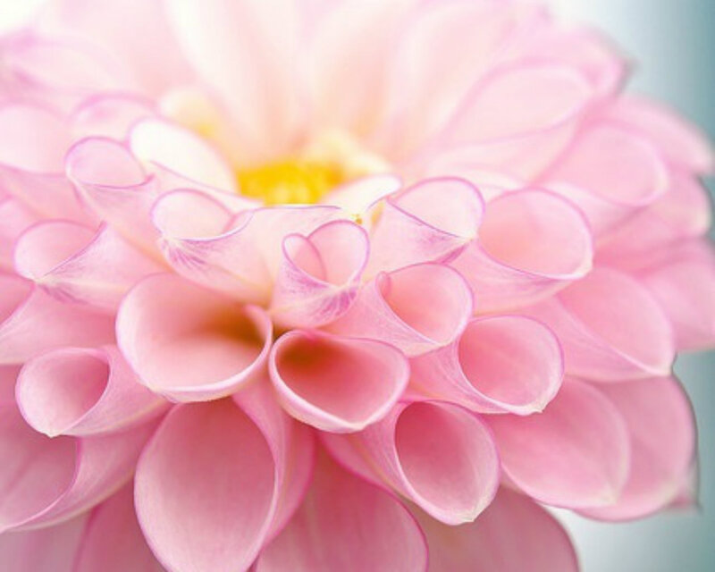 Pink Dahlia Flower — Serene, Photograph, Petals, Center