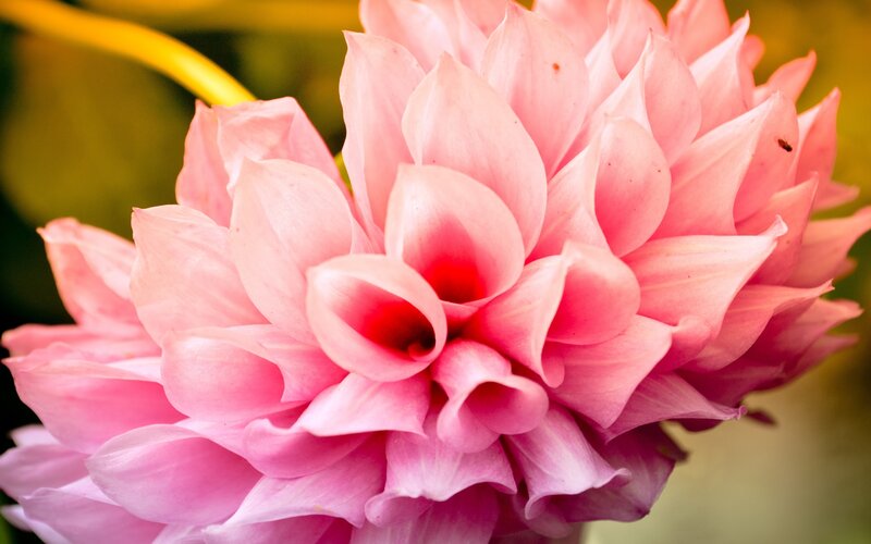 Pink Dahlia Flower — Serene, Photograph, Petals, Green Background