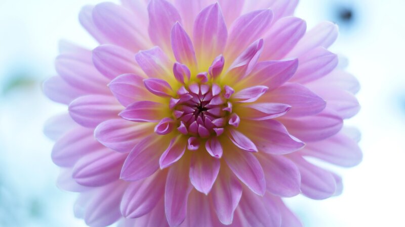 Pink Dahlia Flower — Serene, Photograph, Petals, Yellow