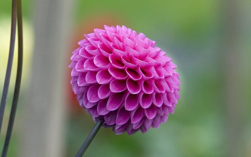 Pink Dahlia Flower — Serene, Photograph, Stem