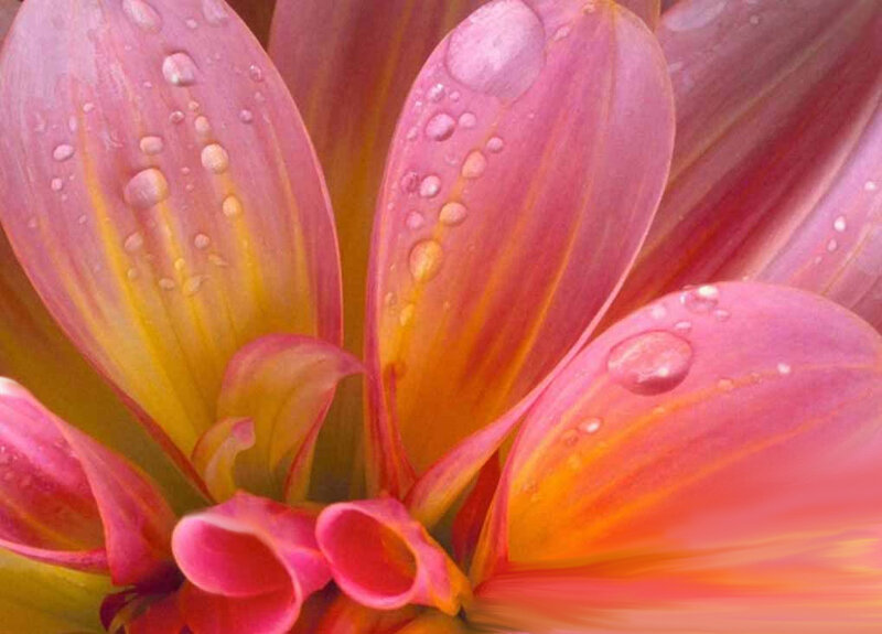 Pink Dahlia Flower — Serene, Photograph