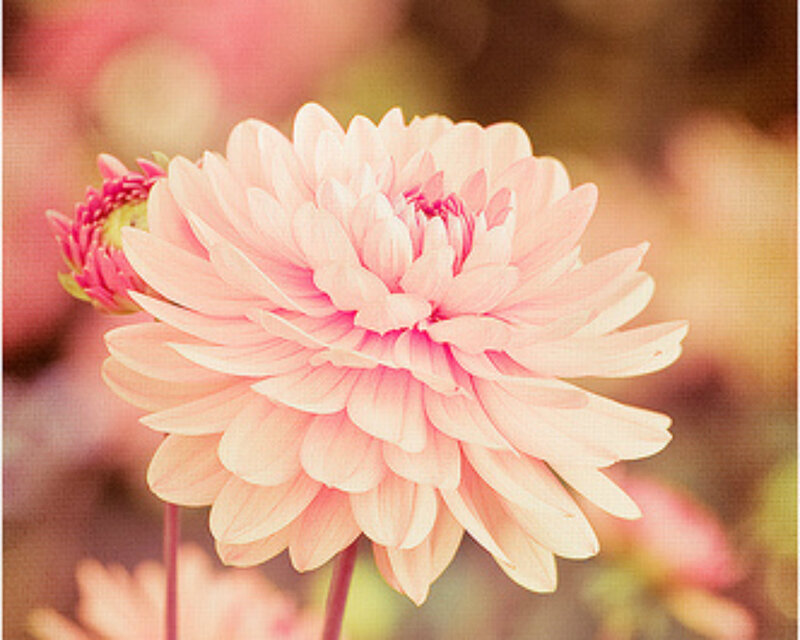 Pink Dahlia Flower — Serene, Spring