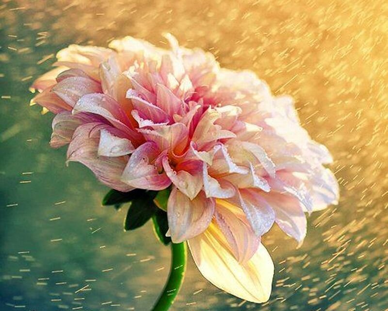 Pink Dahlia Flower — Serene, Sunset