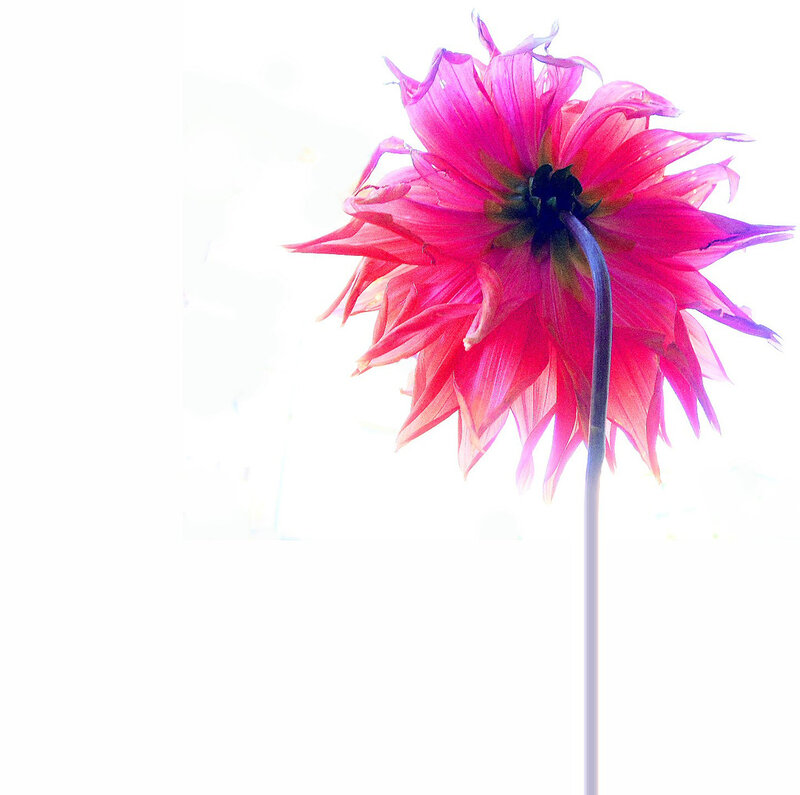 Pink Dahlia Flower — Serene