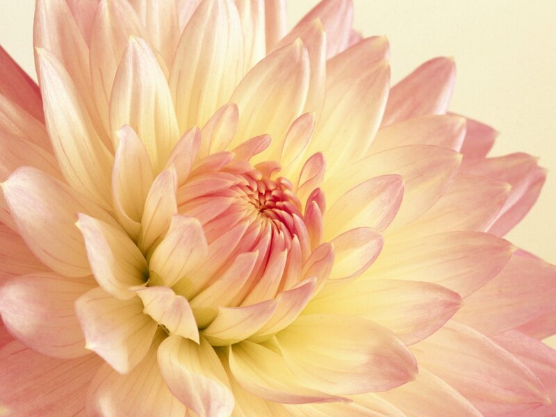 Pink Dahlia Flower — Serene, Yellow