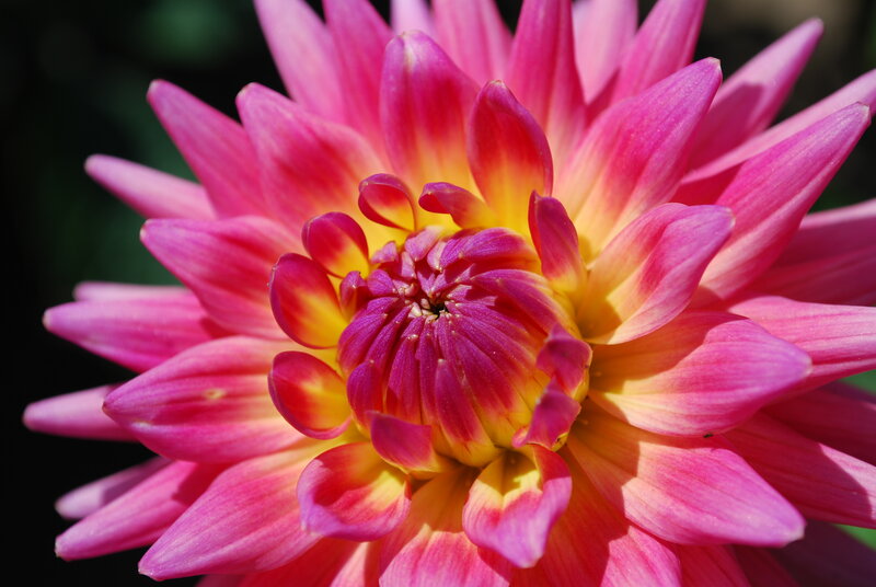 Pink Dahlia Flower — Vibrant, Afternoon, Photograph, Petals