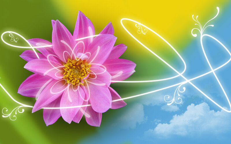 Pink Dahlia Flower — Vibrant, Afternoon