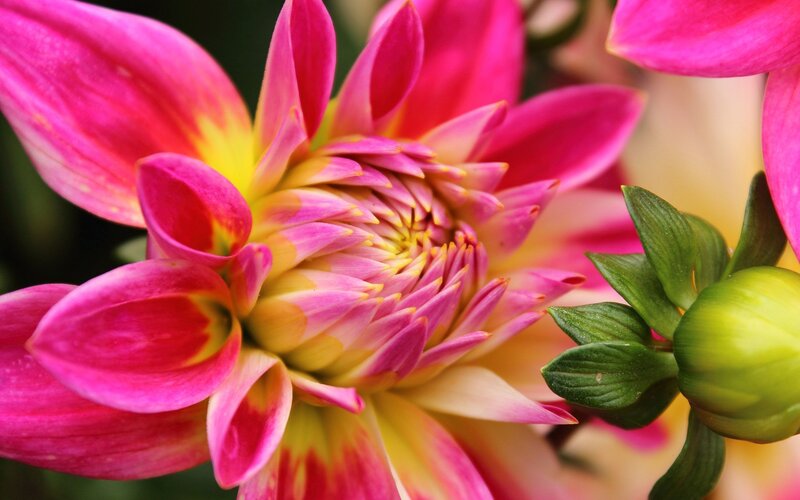 Pink Dahlia Flower — Vibrant, Photograph, Bud