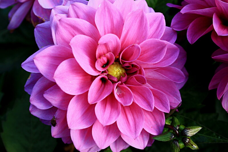 Pink Dahlia Flower — Vibrant, Photograph, Insect