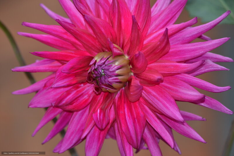 Pink Dahlia Flower — Vibrant, Photograph, Petals, Center, Stem