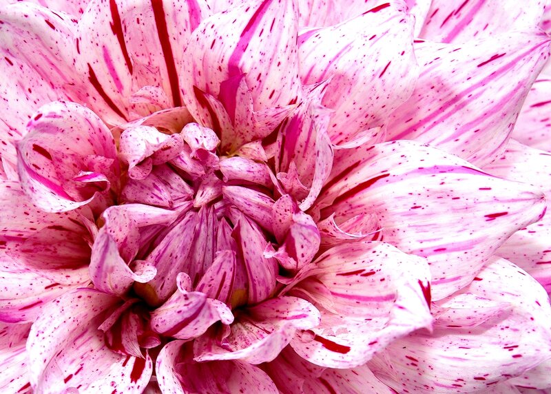 Pink Dahlia Flower — Vibrant, Photograph, Petals, Center