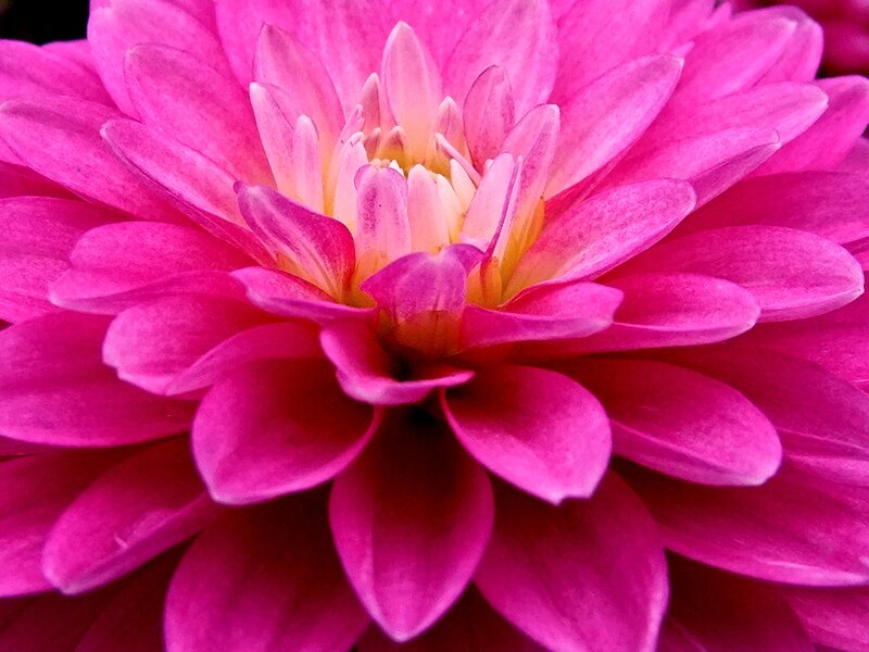 Pink Dahlia Flower — Vibrant, Photograph