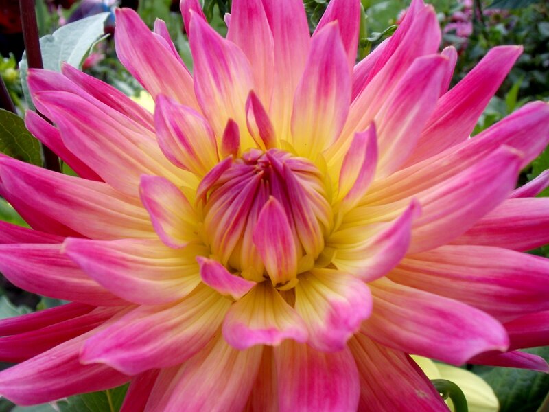 Pink Dahlia Flower — Vibrant, Summer, Photograph